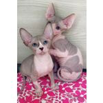 Canadian Sphynx Maschio e Femmina