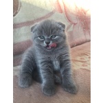 Scottish Fold - Foto n. 1