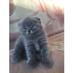 Scottish Fold - Foto n. 2