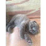 Scottish Fold - Foto n. 3