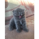 Scottish Fold - Foto n. 4