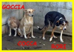 Goccia Cocca rori Entrati da Cuccioli in Canile Nessuno li ha mai Voluti - Foto n. 3