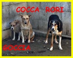 Goccia Cocca rori Entrati da Cuccioli in Canile Nessuno li ha mai Voluti - Foto n. 4