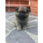 Cuccioli Spitz Tedesco - Foto n. 2