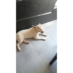 Adozione bull Terrier - Foto n. 1