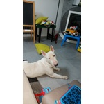 Adozione bull Terrier - Foto n. 2