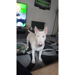 Adozione bull Terrier - Foto n. 3