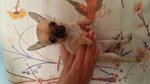 Chihuahua con Pedigree - Foto n. 3