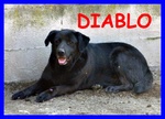 Diablo Dolcissimo Patatone Simil Labrador una vita Rinchiuso nel Box