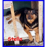 Stella e Nerone Poveri Randagi Buonissimi e Inseparabili - Foto n. 4