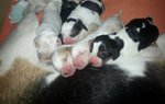 Cuccioli Beagle - Foto n. 1