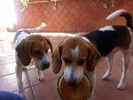 Cuccioli Beagle - Foto n. 2
