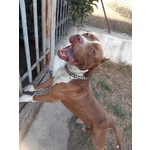 🐶 Pitbull maschio in adozione a Marigliano (NA) e in tutta Italia da privato