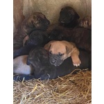 Cuccioli cane Corso - Foto n. 1