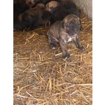 Cuccioli cane Corso - Foto n. 2