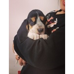 Cuccioli di Bassethound disponibili