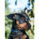 Cucciolo Pinscher Maschio nato 15/08/20