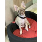 🐶 Chihuahua maschio di 2 anni e 9 mesi in accoppiamento a Palermo (PA) da privato