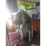 Weimaraner Cuccioli con Pedigree enci di due mesi a Breve Disponibili Vaccinati e con Microchip - Foto n. 2