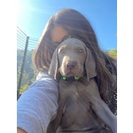 Weimaraner Cuccioli con Pedigree enci di due mesi a Breve Disponibili Vaccinati e con Microchip - Foto n. 3