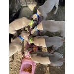 Weimaraner Cuccioli con Pedigree enci di due mesi a Breve Disponibili Vaccinati e con Microchip - Foto n. 4