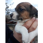 Cuccioli jack Russell