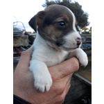 Cuccioli jack Russell - Foto n. 2