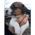 Cuccioli jack Russell - Foto n. 3