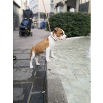 Cucciolo Amstaff Maschio