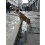 Cucciolo Amstaff Maschio - Foto n. 3