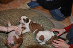 Cuccioli di Bulldog Inglese - Foto n. 1