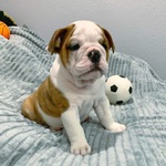 Cuccioli di Bulldog Inglese - Foto n. 2