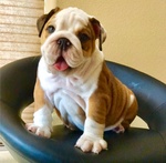 Cuccioli di Bulldog Inglese - Foto n. 3