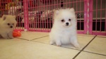 Cuccioli di Volpino di Pomerania - Foto n. 2