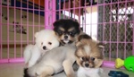 Cuccioli di Volpino di Pomerania - Foto n. 6