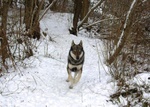 Cuccioli lupo Cecoslovacco - Foto n. 7