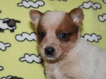 Cuccioli di Australian Cattle Dog - Foto n. 1