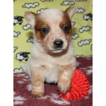 Cuccioli di Australian Cattle Dog - Foto n. 3