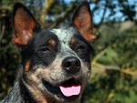 Cuccioli di Australian Cattle Dog - Foto n. 5