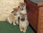 Cuccioli Shiba Inu