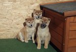 Cuccioli Shiba Inu - Foto n. 3