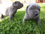 Cuccioli di Mastino X Corso