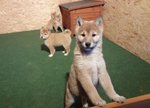 Cuccioli Shiba Inu - Foto n. 4