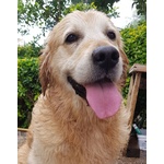 Golden Retriever Maschio per Accoppiamento