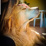 Golden Retriever Maschio per Accoppiamento - Foto n. 2