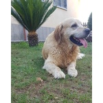 Golden Retriever Maschio per Accoppiamento - Foto n. 3