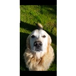 Golden Retriever Maschio per Accoppiamento - Foto n. 5