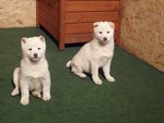 Cuccioli Shiba Inu - Foto n. 7