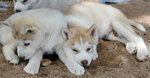 Disponibili Cuccioli di Siberian Husky