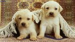Cuccioli di Labrador con Pedigree - Foto n. 1